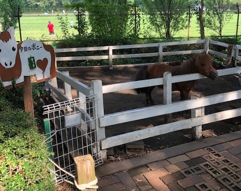 子連れで 相模原麻溝公園内の ふれあい動物広場 へ でんと 子供と田園都市線沿線の生活情報