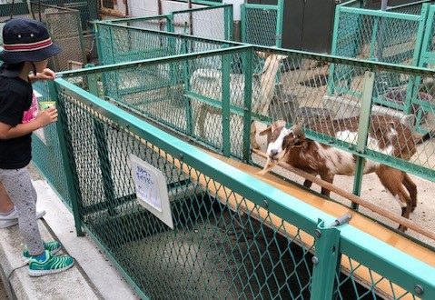 こどもどうぶつえん 園内風景2