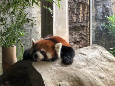 ズーラシア 亜寒帯の森 レッサーパンダ