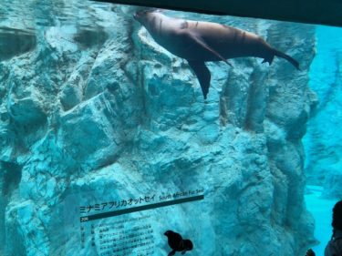 ズーラシア亜寒帯の森・南アフリカオットセイ