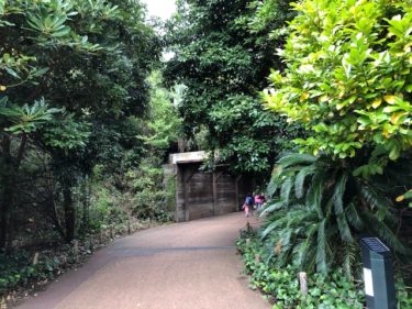 アマゾンの密林・通路