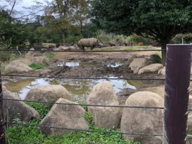 ズーラシア サバンナ ヒガシクロサイ