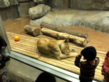 ズーラシア サバンナ ライオン