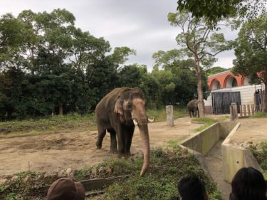 ズーラシア アジア熱帯林 インドゾウ