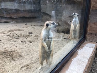 ズーラシア・ミーアキャット