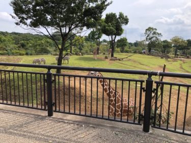 ズーラシア・キリンとシマウマとチーター