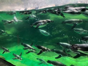 ズーラシア・亜寒帯の森(フンボルトペンギン)