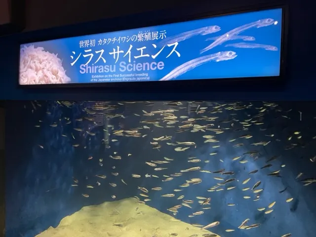新江ノ島水族館・シラスサイエンス