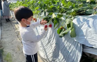 徳江いちご農園・園内7