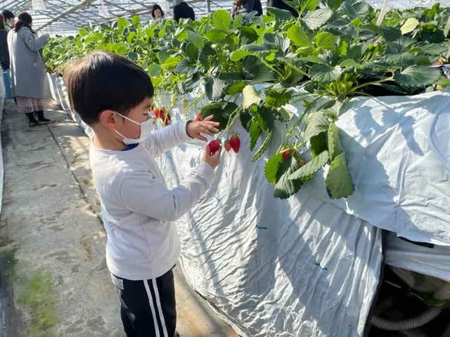 徳江いちご農園・園内7
